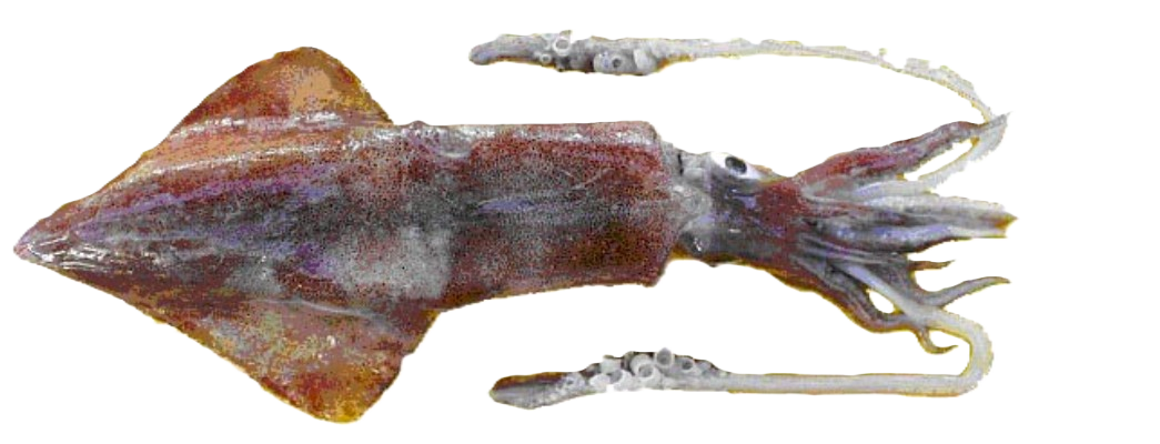 Common Squid